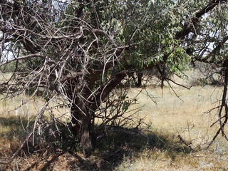 Shy  Aboriginal