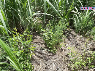 Komal walked ahead into the sugarcane field and followed behind Ushka Lover