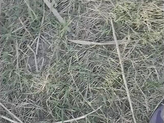 Blowjob Outdoor