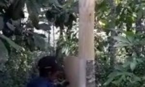 Action In The Jungle