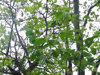 Pados ki bhabhi ko jungle me le jaake chod diya
